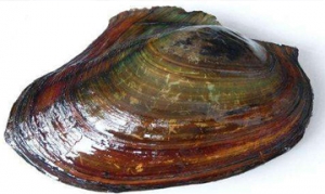 河蚌 咸肉炖河蚌 腊味河蚌豆腐 河蚌烧酱肉