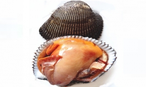 赤贝 辣根赤贝 芙蓉辣椒赤贝 五花脯炒赤贝