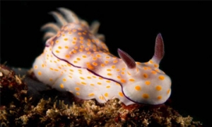 海兔 酱爆海兔 爆炒海兔 红烧海兔 香辣海兔