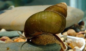 石螺 炒石螺 紫苏炒螺 笋干炒石螺