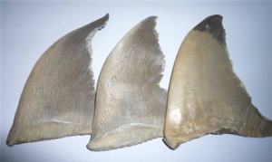 鱼翅 鱼翅排骨汤 海参鱼翅汤 人参鱼翅煲