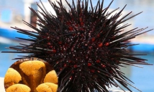 海胆 海胆炒粉丝 海胆炒饭 海胆彩饺 海鲜炒饭