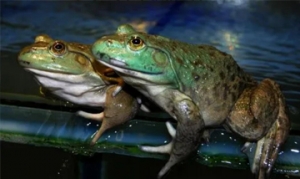 牛蛙 馋嘴牛蛙 酱爆牛蛙 水煮牛蛙 酸菜牛蛙