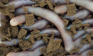 沙虫 沙虫冬瓜片 沙虫萝卜丝  沙虫粥 干贝沙虫粥