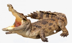 鳄鱼肉 鳄鱼煲 香焖鳄鱼肉 红烧鳄鱼掌