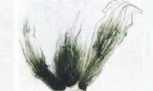 软丝藻  软丝藻蛋汤 油煎软丝藻