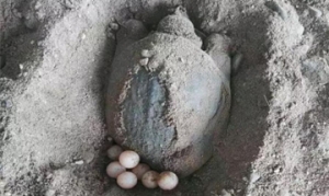 甲鱼蛋 五香甲鱼蛋 五香甲鱼蛋 王八蛋