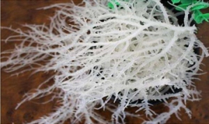 石花菜 石花菜拌凉粉 凉拌石花菜 自制海凉粉