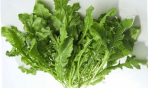 蒲公英 蒲公英菜卷 蒲公英肉馄饨 凉拌蒲公英