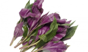 观音菜 清炒蒜蓉观音菜 清炒观音菜