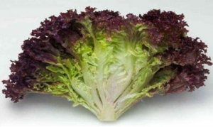 紫叶生菜 美人鱼 凉拌菜 什锦沙拉