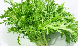 苦细叶生菜 金枪鱼配洋葱