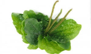 车前草 野菜肉末煎蛋 车前草干茶 太极羹