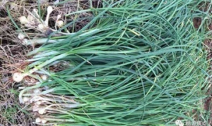 野荞 野荞炒鸭蛋