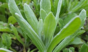 清明菜 清明团 清明粑粑 清明粑