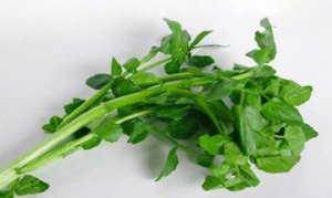 豆瓣菜 西洋菜猪骨汤 口蘑西洋菜 西洋菜鸡汤