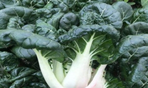 黑油菜 营养丰富健康炒肉