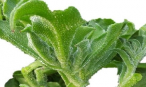 冰草 冰草沙拉 捞汁冰草 凉拌冰草 冰草杂果