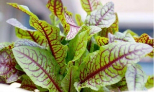 酸模 凉拌酸模叶 土豆酸模 酸模炒肉丝