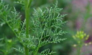 米米蒿 炸米米蒿 蒸米米蒿 麦蒿馅饺子