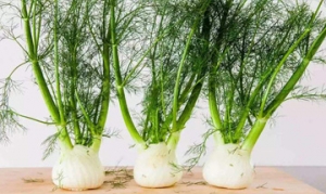 球茎茴香 茴香玉兰菜沙拉