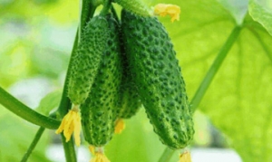 黄瓜 蓑衣黄瓜 酸甜黄瓜条 剁椒黄瓜 辣酱黄瓜