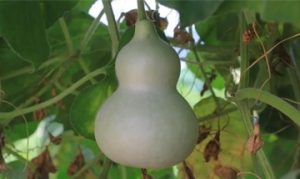 葫芦 葫芦炒肉片 红烧葫芦 葫芦水饺 葫芦炒肉片