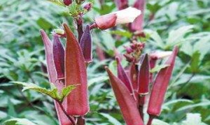 红秋葵 剁椒炒秋葵 蒜炒秋葵 海参炒红秋葵