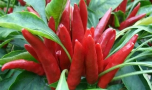 美人椒 腊肠土豆 香辣带鱼 榨菜炒肉丝