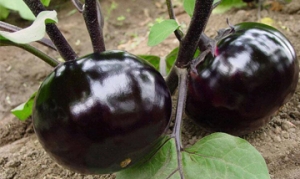 圆茄子 蒜泥茄子 蒸酿茄子 凉拌茄子 香酥茄夹
