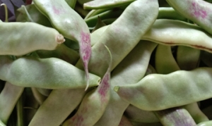 梅豆角 梅豆烧鸭蛋 梅豆炒牛肚 梅豆炒莲藕