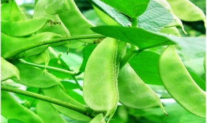 扁豆角 清炒扁豆丝 肉丝炒扁豆 腊肉炒扁豆