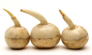 慈姑 慈姑炖鸡 慈姑红焖肉 慈姑翅根 慈姑烧肉