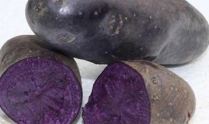 黑土豆 土豆泥软曲奇 黑米团子 黑土豆小炒肉