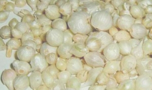 薤白 肉丁薤白炒豌豆 腌薤头 酸薤 地瓜萨拉