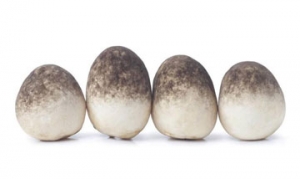 草菇 蚝油草菇 草菇烧肉 鲜草菇鸡汤 甜椒草菇