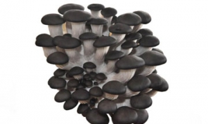 姬菇 菌菇汤 豆腐泡菜锅 鸡蛋炒双菇 姬菇炒肉