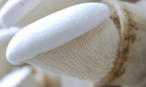 白灵菇 番茄拌饭 鲍汁白灵菇 蚝油白灵菇