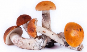 榛蘑 小鸡炖蘑菇 榛蘑肉酱 榛蘑炖肉 山珍鸡