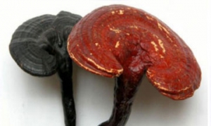 灵芝 灵芝鸽子汤 乌鸡灵芝汤 灵芝炖猪蹄