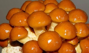 滑子菇 蘑爵 时蔬豆腐脑 双菇扒油菜 小鸡炖蘑菇