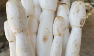 鸡腿菇 香酥鸡腿菇 藜麦炒饭 黑椒鸡腿菇