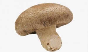 冬菇 双冬焖羊腩 冬菇肉饼窝蛋饭 冬菇扒鸭