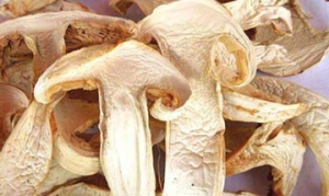 干松茸 松茸炖鸡 松茸鸡汤 松茸饭 菌菇鸡汤