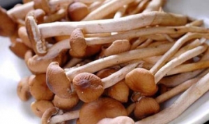 茶树菇 茶树菇炖鸽子 干锅茶树菇鸡块