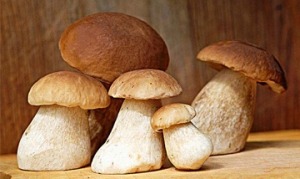 牛肝菌 香煎牛肝菌 菌菇排骨汤 双椒炒牛肝菌