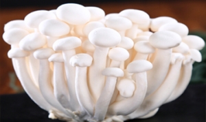 海鲜菇 鸡蛋炒双菇 杂菌荟火锅 小炒海鲜菇