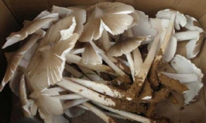 鸡枞 鸡枞菇炒鸡蛋  蒸鸡枞 乌鸡汤 爆炒鸭脯肉