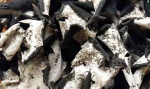 石耳 石耳炖鸡 酱爆石耳 韩国鲷鱼粉丝锅