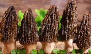 羊肚菌 羊肚菌蒸蛋 菌菇炖龙骨 羊肚菌鸡汤